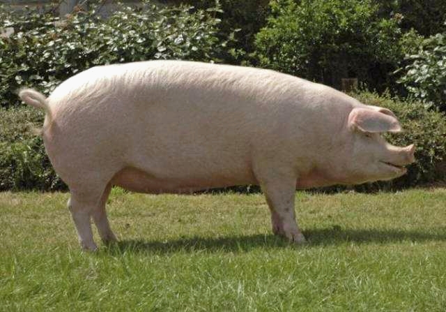 母猪18天返情是配早了还是迟了,母猪有炎症返情的原因和解决办法