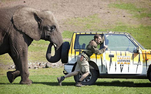 为何公象会强上犀牛?大象的交配与繁殖,奇怪的知识又增加了