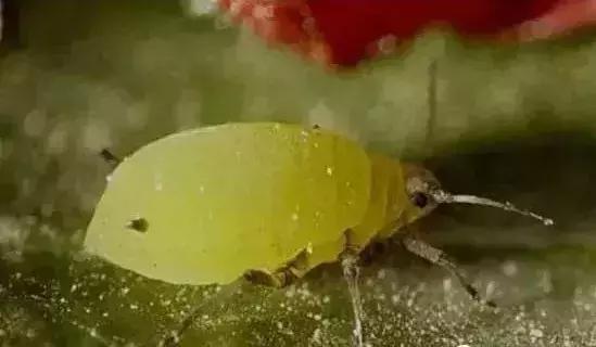 专治农业害虫的方法,一招搞定地下害虫方法