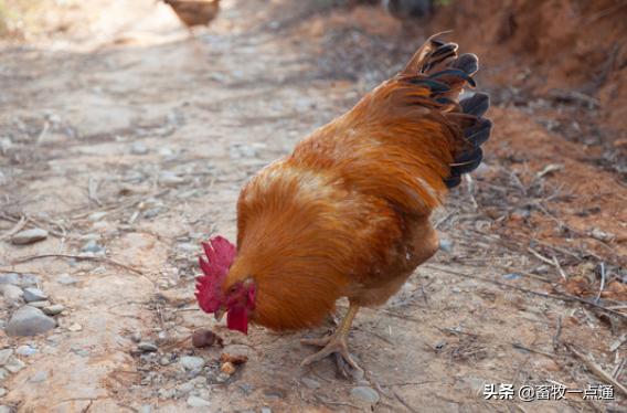 养鸡场鸡舍建设参观,现在鸡场该怎么样建