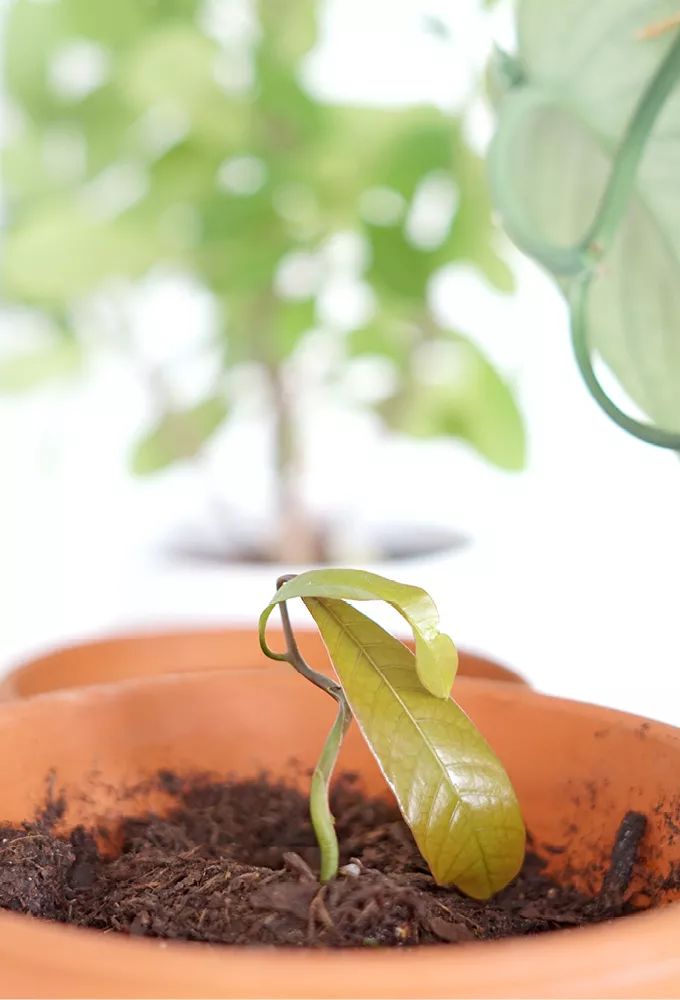 玉米棒子插水里，7天冒出小森林