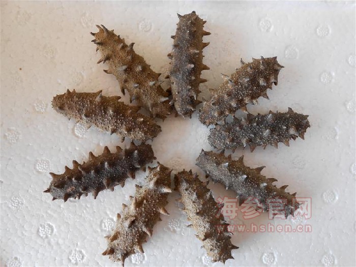 山东海参和辽宁海参有什么区别,加拿大海参和俄罗斯海参哪个好