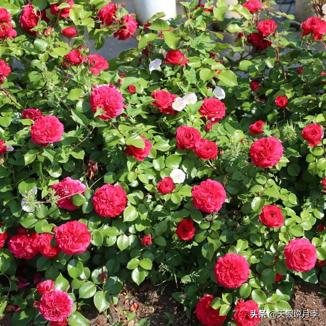 四月最浪漫的蔷薇花,最浪漫的四月花