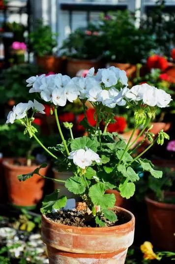 天竺葵不开花的3个原因,天竺葵不开花的原因