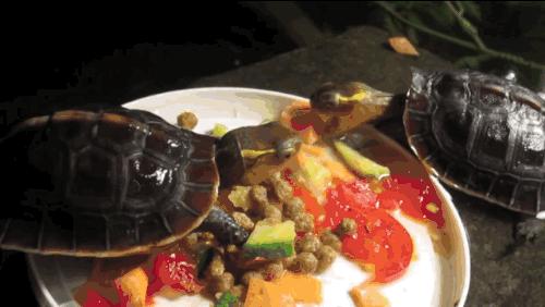 黄缘龟喜欢的植物,黄缘龟有灵性吗