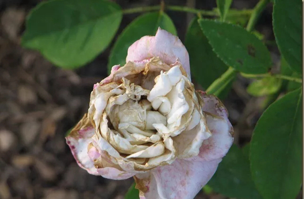 植物卷叶泛黄是什么原因,植物叶子卷曲畸形怎么解决