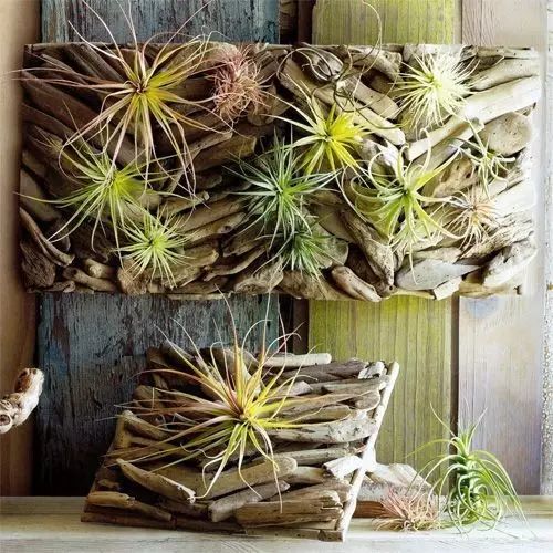 置爱|植物1.0是种在盆儿里的,植物2.0都趴在墙上的