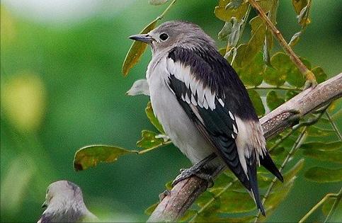 东江揽胜,惠州淡水常见鸟类图谱