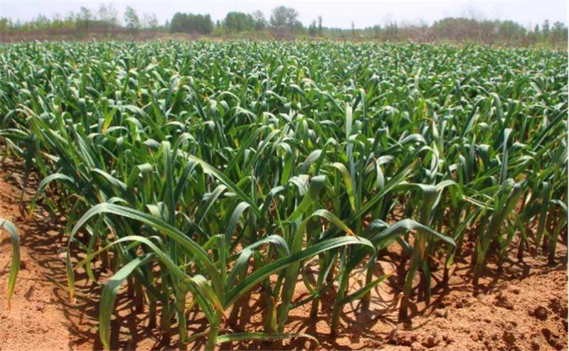 大蒜从种植到采收蒜苗要多久,种大蒜时需要做哪些准备工作