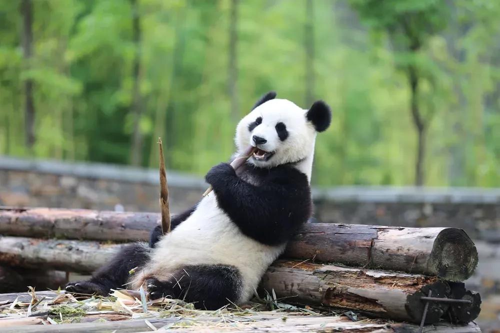 黎志淡出，中旅集团退出，祥源为何仍接盘“硬骨头”中景信？