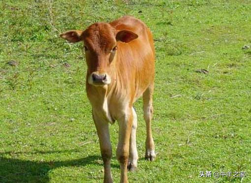 牛养殖技术消除牛的肠道疾病,牛呼吸道疾病防治方法
