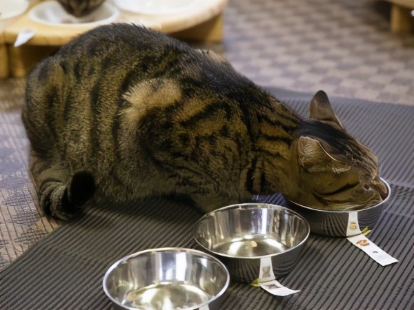 好的猫粮罐头推荐,猫粮猫罐头可以选不同品牌吗