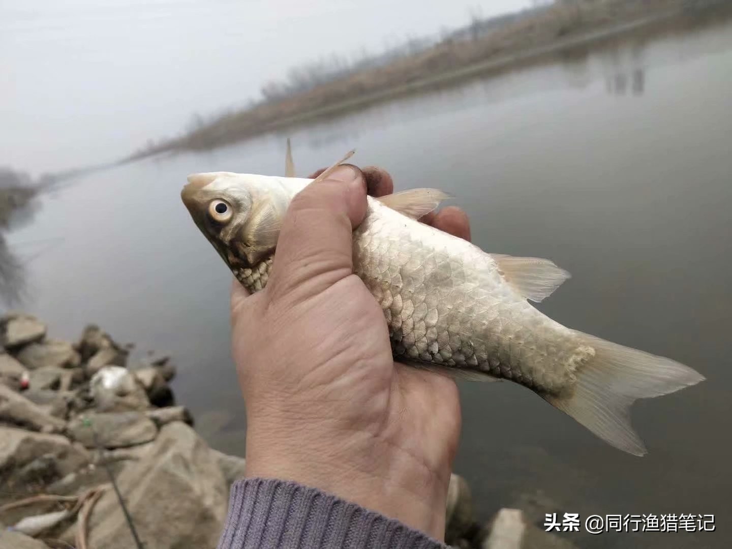 钓起鱼后鱼不老实、不好取钩？这几种抓鱼手法送给你