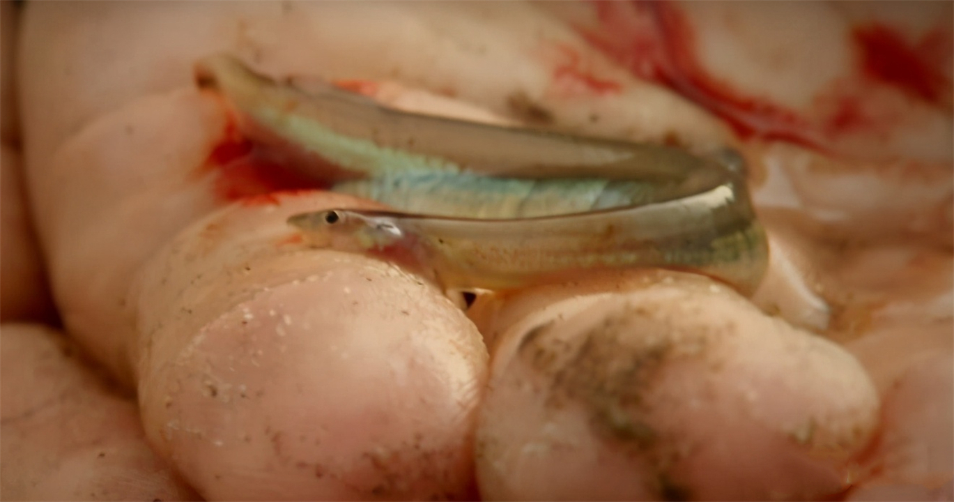 亚马逊河与长江相比厉害在哪？为什么说它可怕，没人敢下河游泳？