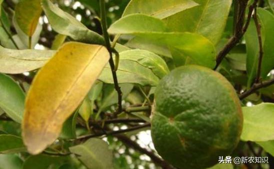 关于橘子的种植小妙招,城固县橘子病虫害