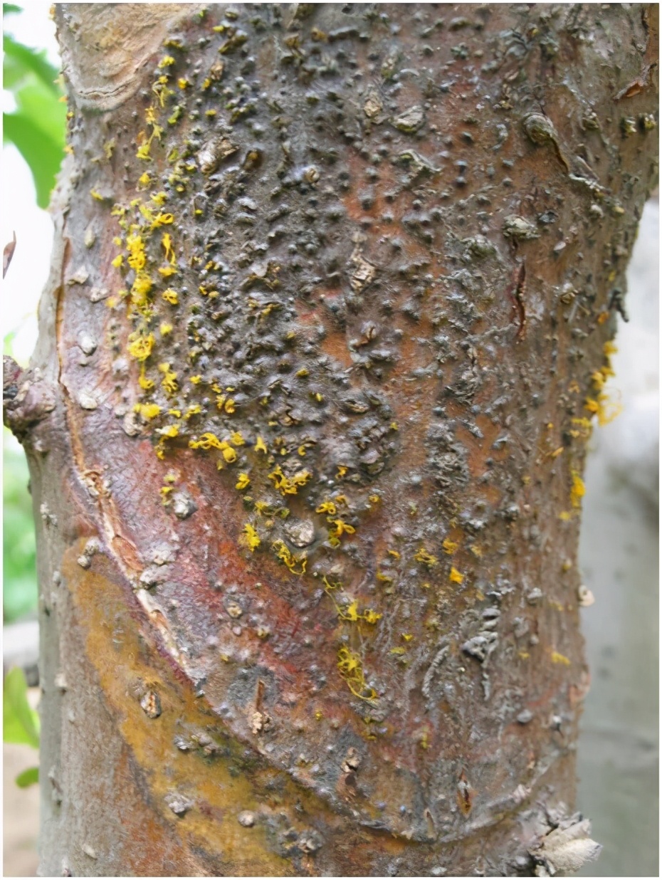 苹果树腐烂病怎么治最好,苹果树腐烂病怎么防治