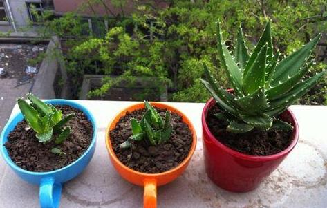 家里装修什么绿植除甲醛,大盆栽植物室内除甲醛