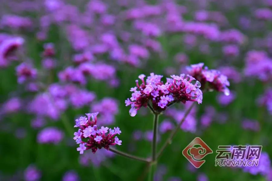 云南嵩明县未来发展规划,昆明滇中新区嵩明县发展新信息