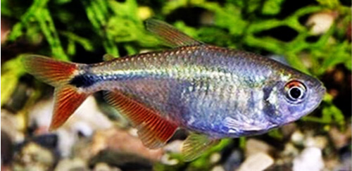 草缸灯鱼专用灯,草缸专用灯防太阳