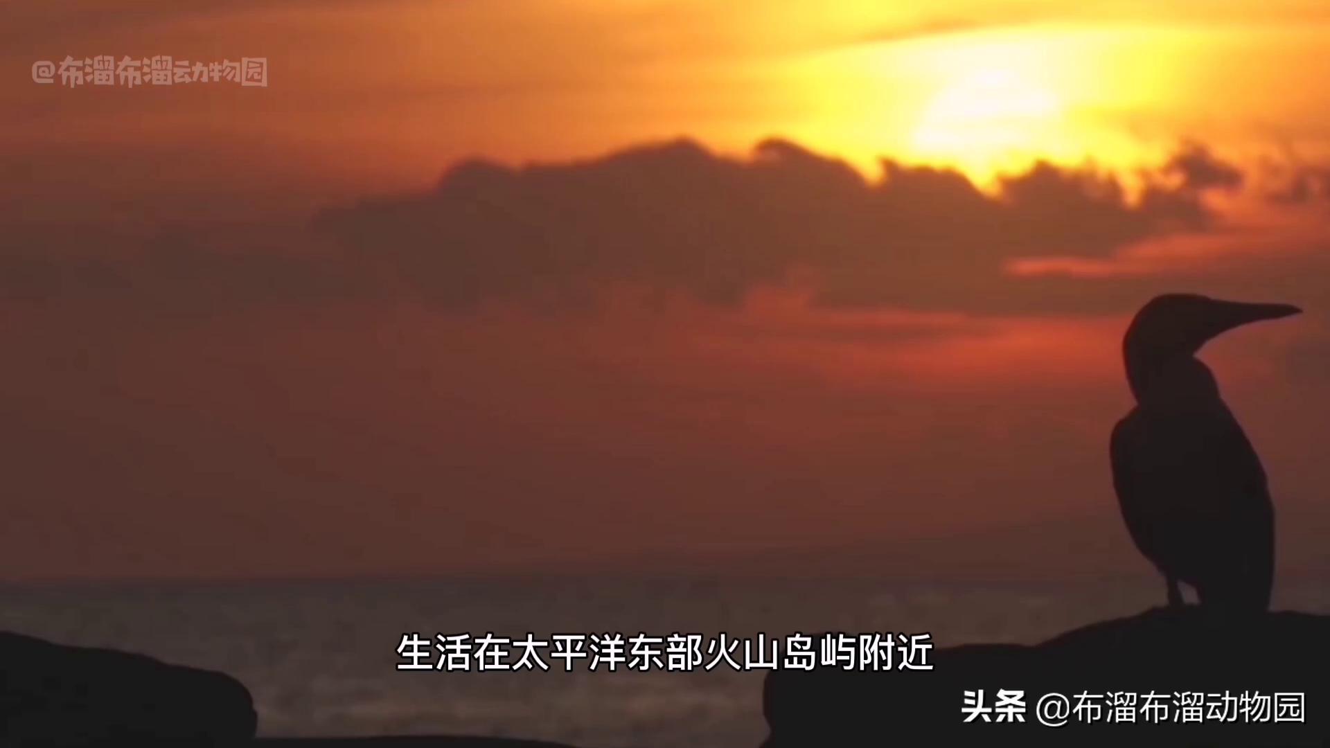 奇葩大傻鸟，凭一双蓝色大脚闯天下，鸟姑娘居然最爱油腻男