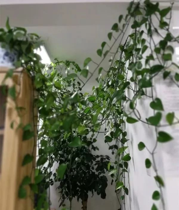谁说绿萝知识浇浇水？很多人都养错了，绿萝应该这么养