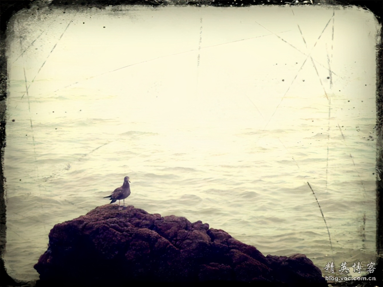 献给海的精灵----海鸥