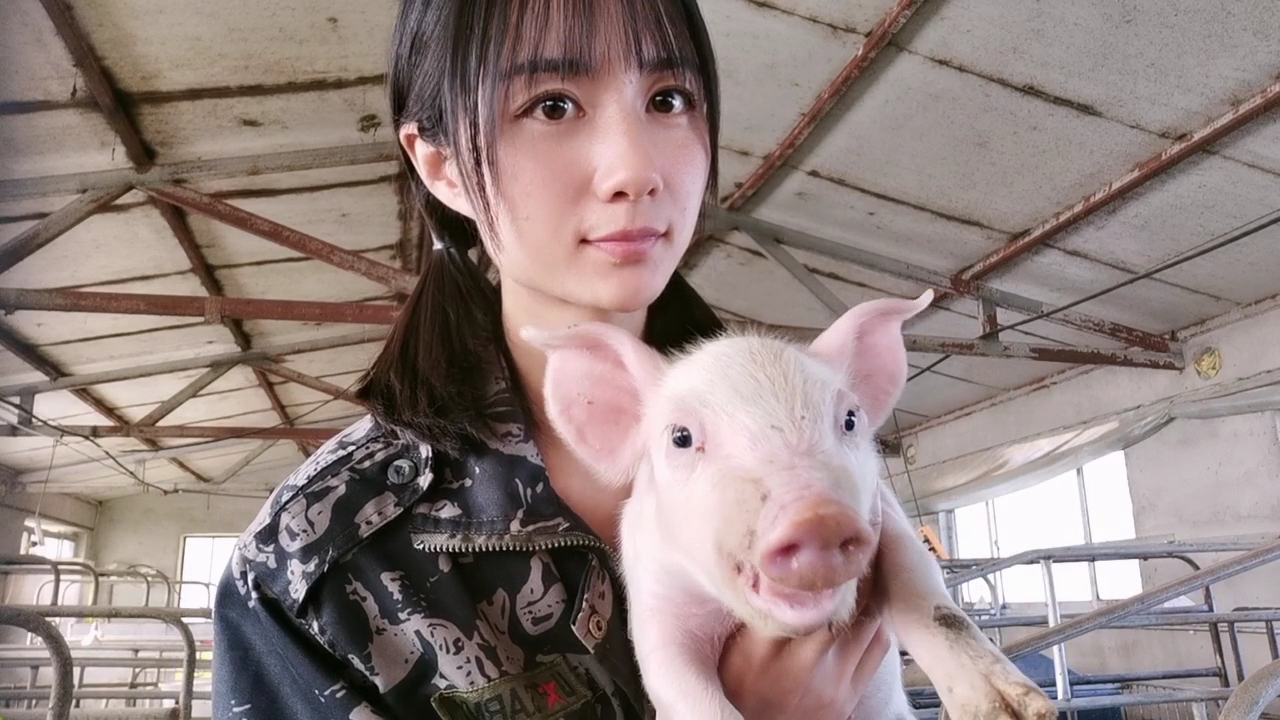 育肥猪蓝耳病的最佳防治方案,猪预防蓝耳病的最佳方法