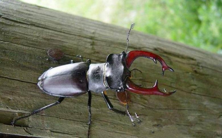 绿色的长着鹿角的虫子,鹿角虫高级宠物