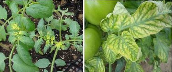 农作物药害处理办法,如何正确诊断农作物药害