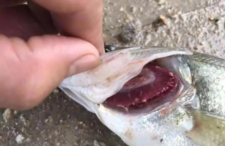 加州鲈烂身的原因和治疗方法,加州鲈鱼刚发苗大批死掉怎么回事