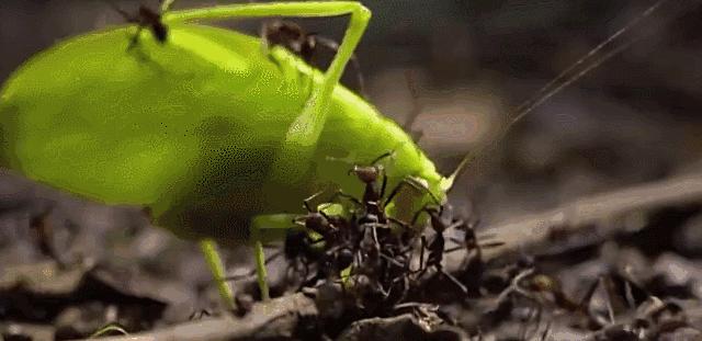 打不过就喷口水、喷排泄物,使用各种“下三滥”招术的动物