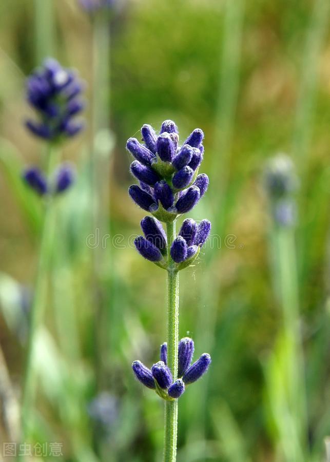 驱赶蚊虫最好养的植物,家里蚊子太多防蚊虫的花草