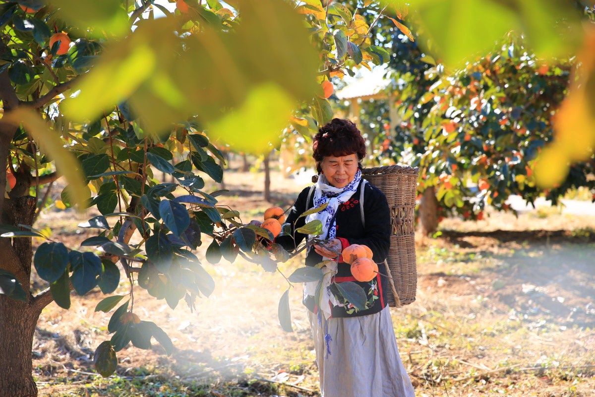 北京磨盘柿子采摘季节,磨盘柿子最佳采摘期