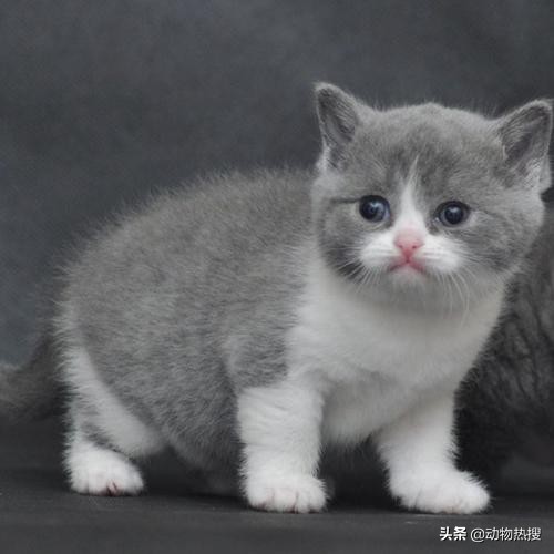 英国短毛猫有哪几种品种,你见过这样的英国短毛猫吗