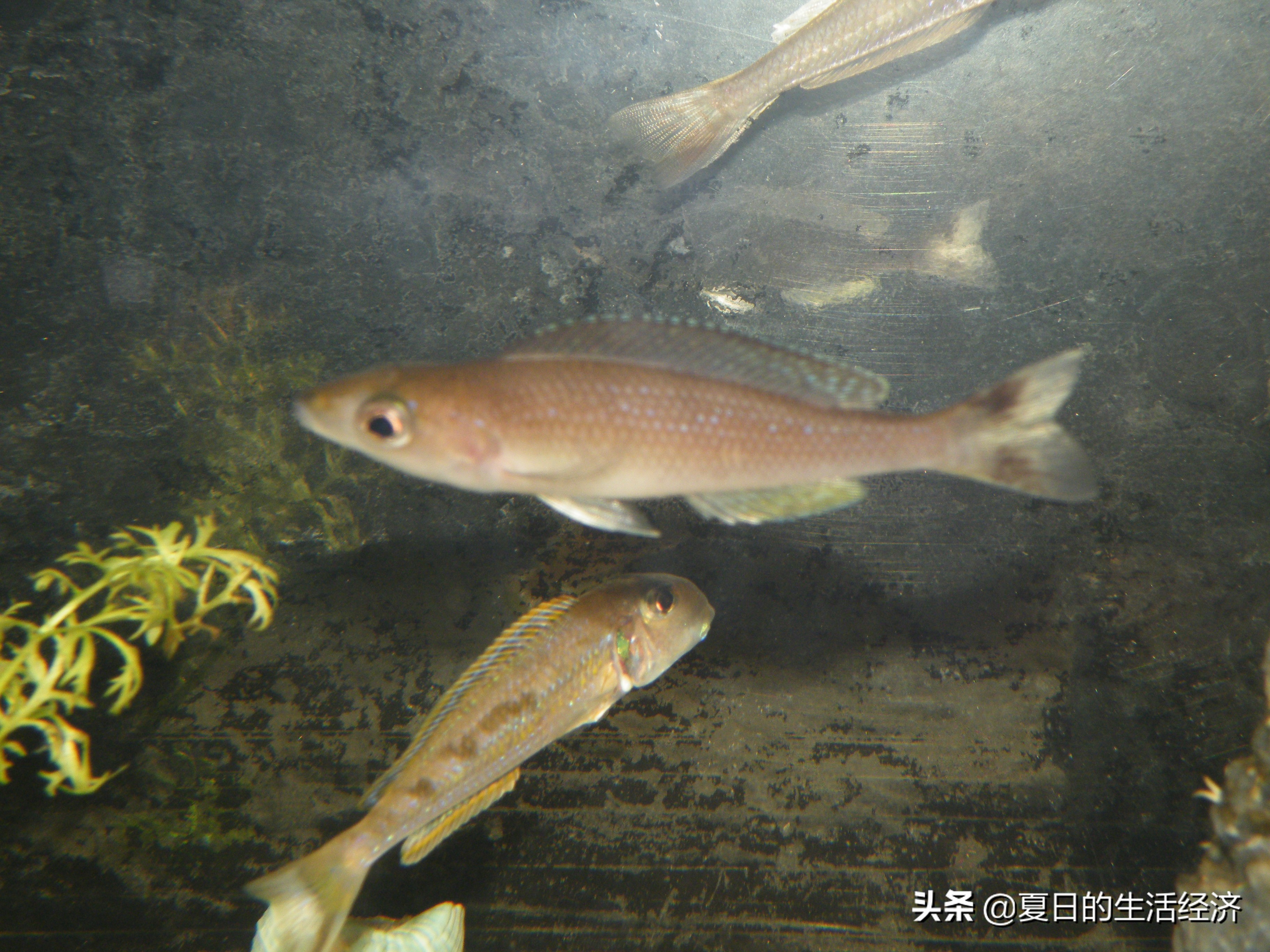 回忆三湖,三湖慈鲷纪念