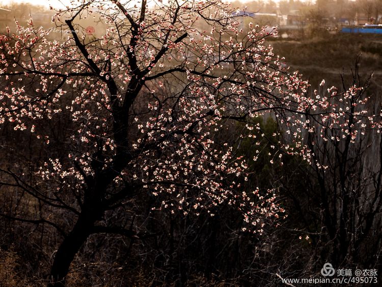 河南灵宝百年古杏林花开遍山野,灵宝北沟古杏林图片