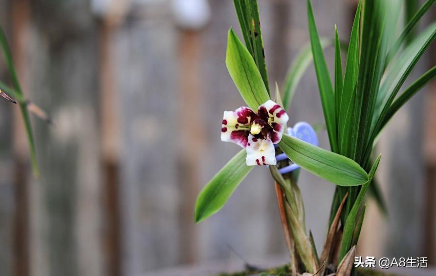 中国兰花名品录,春兰兰花名品大全