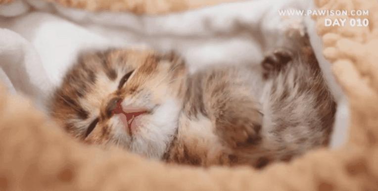 国家一级保护野生猫,国家一级保护哺乳动物名单