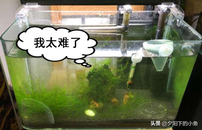 水草缸爆藻养什么,水草缸爆藻还是不爆藻