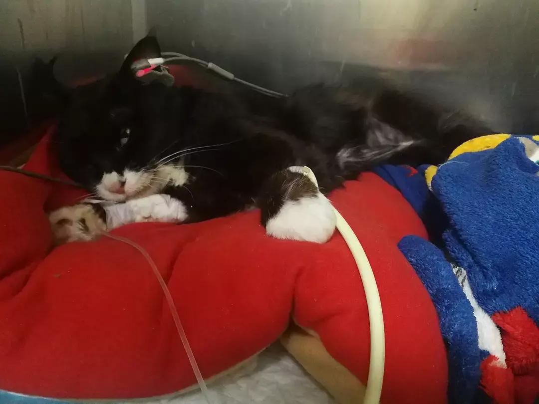 糖尿病患者胆囊炎胰腺炎同时出现,胆囊结石胰腺炎糖尿病