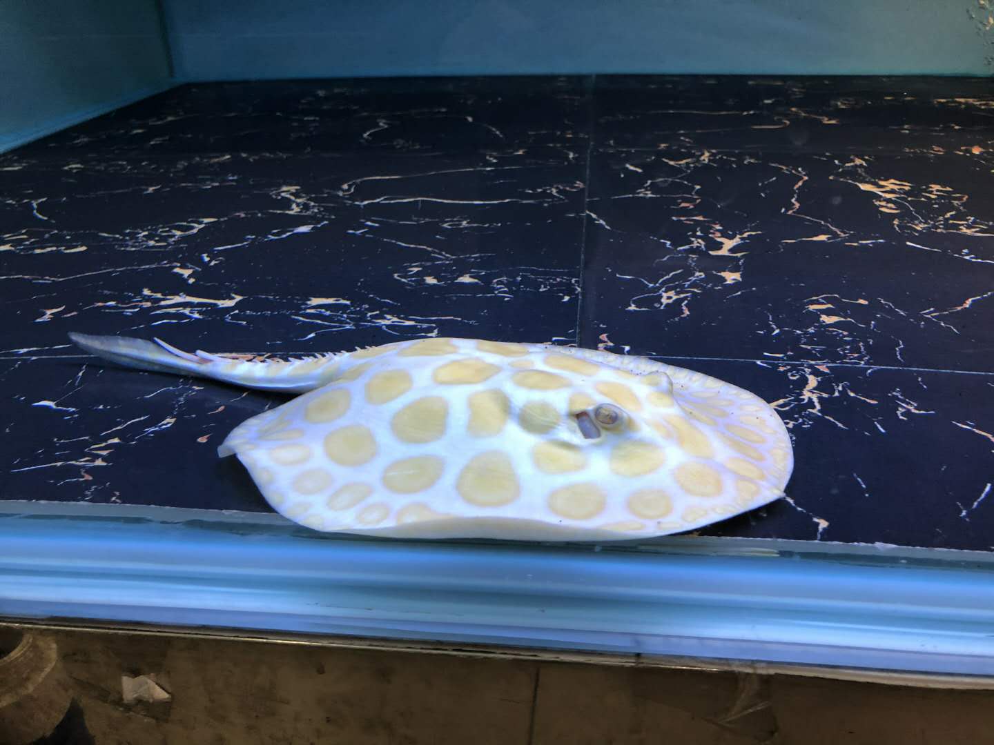 楠羽魟鱼,楠羽养鱼经全集