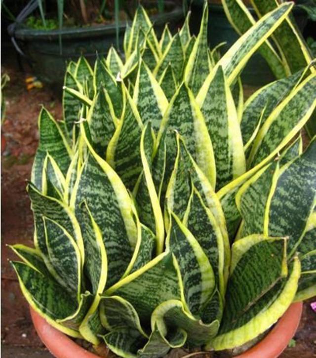 怎么养绿萝爆盆又不长藤求回答,养绿萝最正确的方法