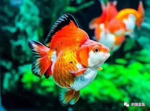 喂鱼算是养鱼最大的乐趣吗,养鱼的乐趣就是每天喂鱼