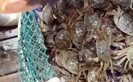 蟹类专题河蟹养殖如何选苗与放苗,怎么挑选好的河蟹蟹苗