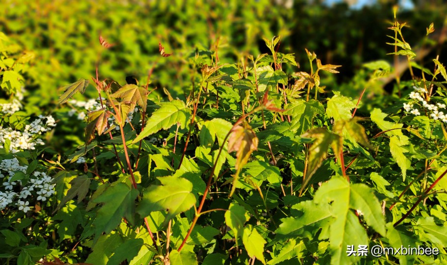 冉冉升起的明星们,哈尔滨金源蓝城效果图