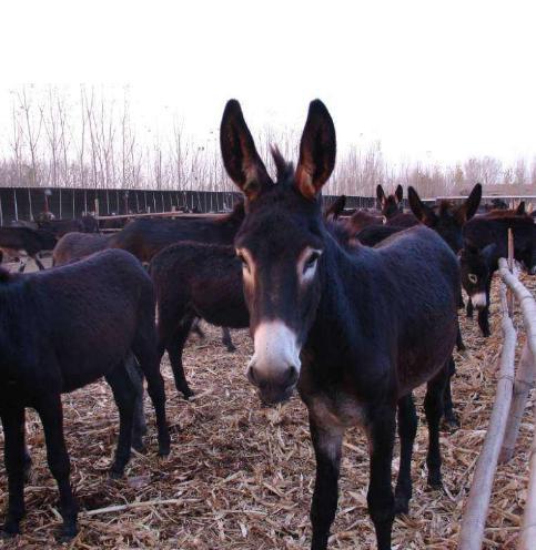 肉驴怎么饲养最好养活,肉驴饲养方法视频