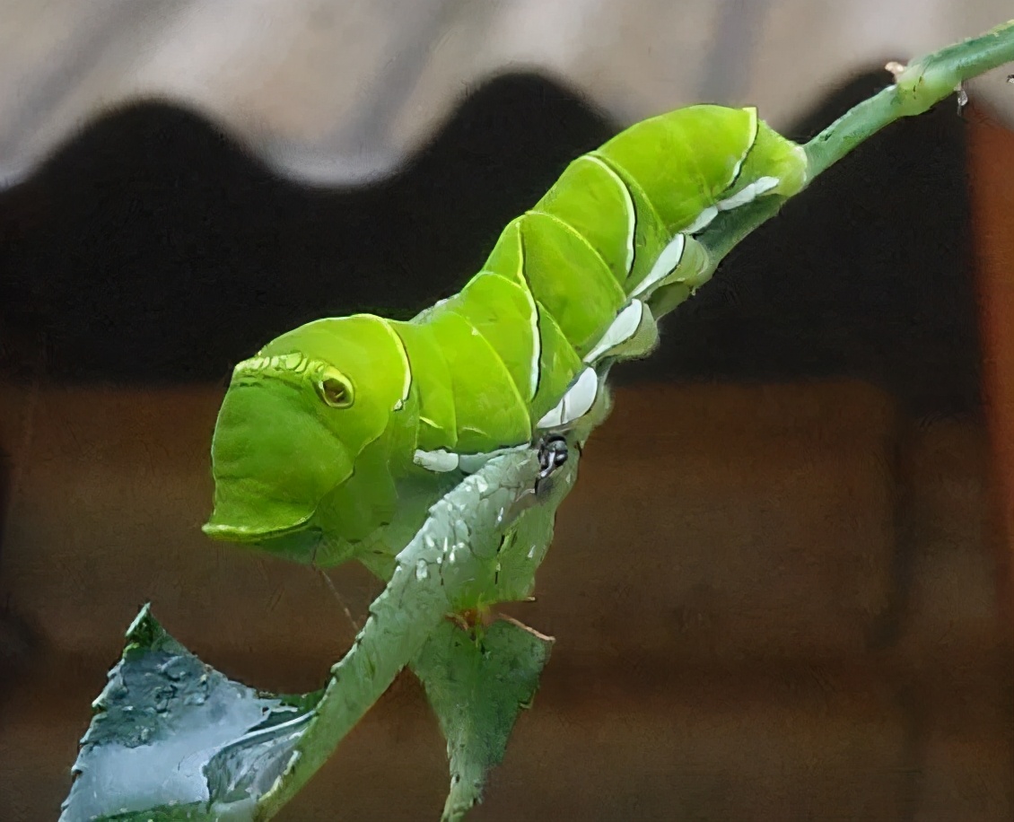 高效氯氟氰菊酯与什么药换着用,高效氯氟氰菊酯兑几倍水