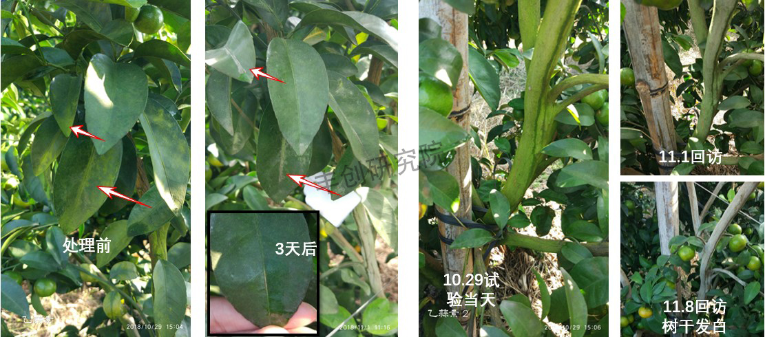 青苔的最佳治理方法是什么,青苔补救