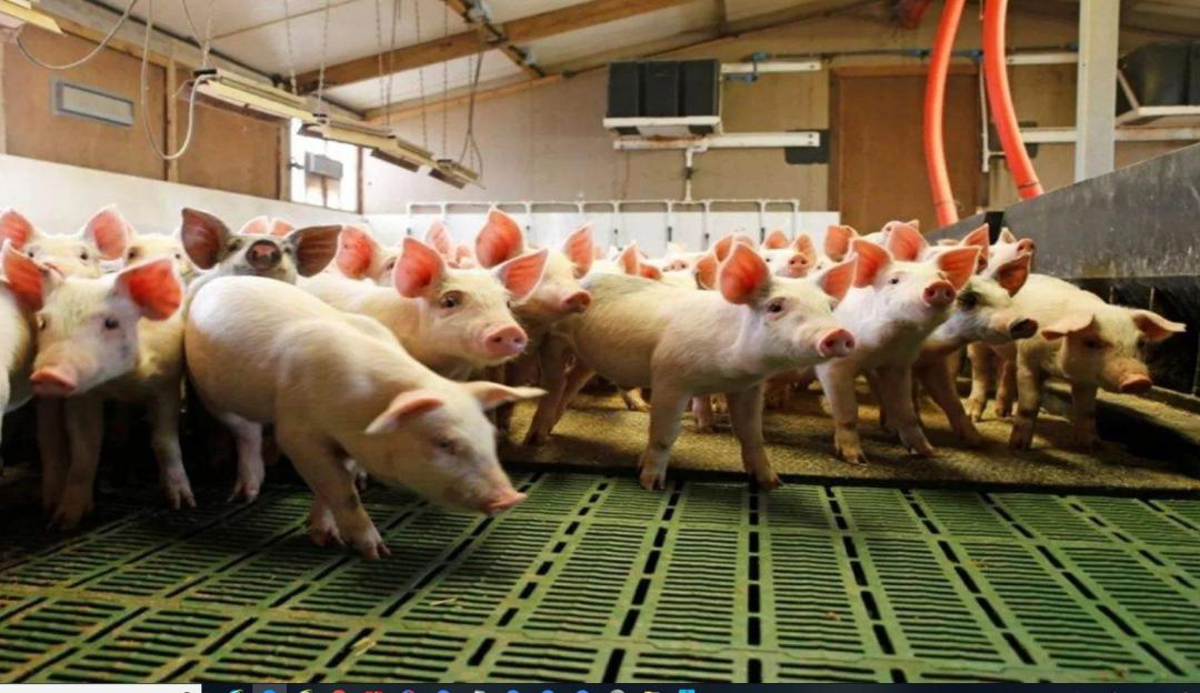 美国人杀猪真的不放血吗,为什么美国猪肉卖得如此便宜