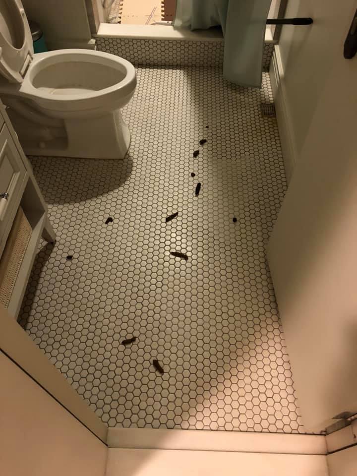 出差一天回家狗狗就报复？大家说是先洗，还是先打？